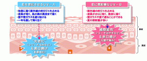 ホシケミカルズ データ取得済みの多機能UVケア商材を開発 5 img_58526_2