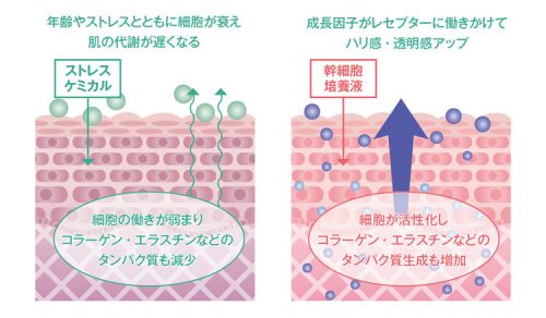 幹細胞コスメを正しく知るための9の質問 10 salonwork stemcell 20180828 01
