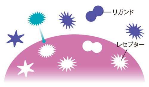 幹細胞コスメを正しく知るための9の質問 9 salonwork stemcell 20180828 02