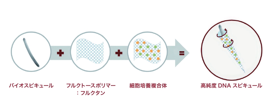 韓国発・皮膚科学ブランド「tHermoCEUTICAL(サーモシューティカル)」が日本上陸。 17 Cellcubating Complexの解説画像